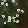 Flowering Spurge