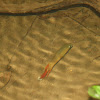 Ceylonese Combtail Gourami