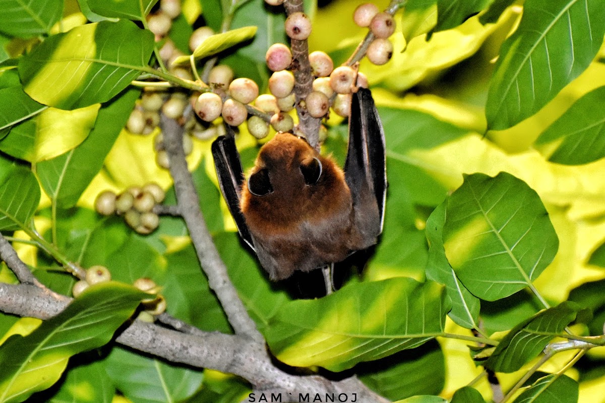 Greater Short-Nosed Fruit Bat / चमेरो