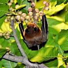 Greater Short-Nosed Fruit Bat / चमेरो