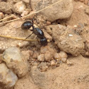 Black Harvester Ant Queen (How to Identify Queen Ants)