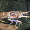 Spiny Lobster