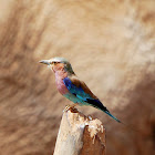 Lilac Breasted Roller