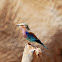 Lilac Breasted Roller