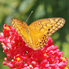 Mexican Fritillary