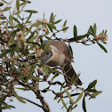 Little Friarbird