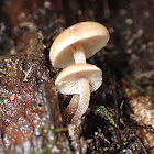 Sawtooth mushrooms