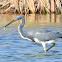 Tricolored heron with prey