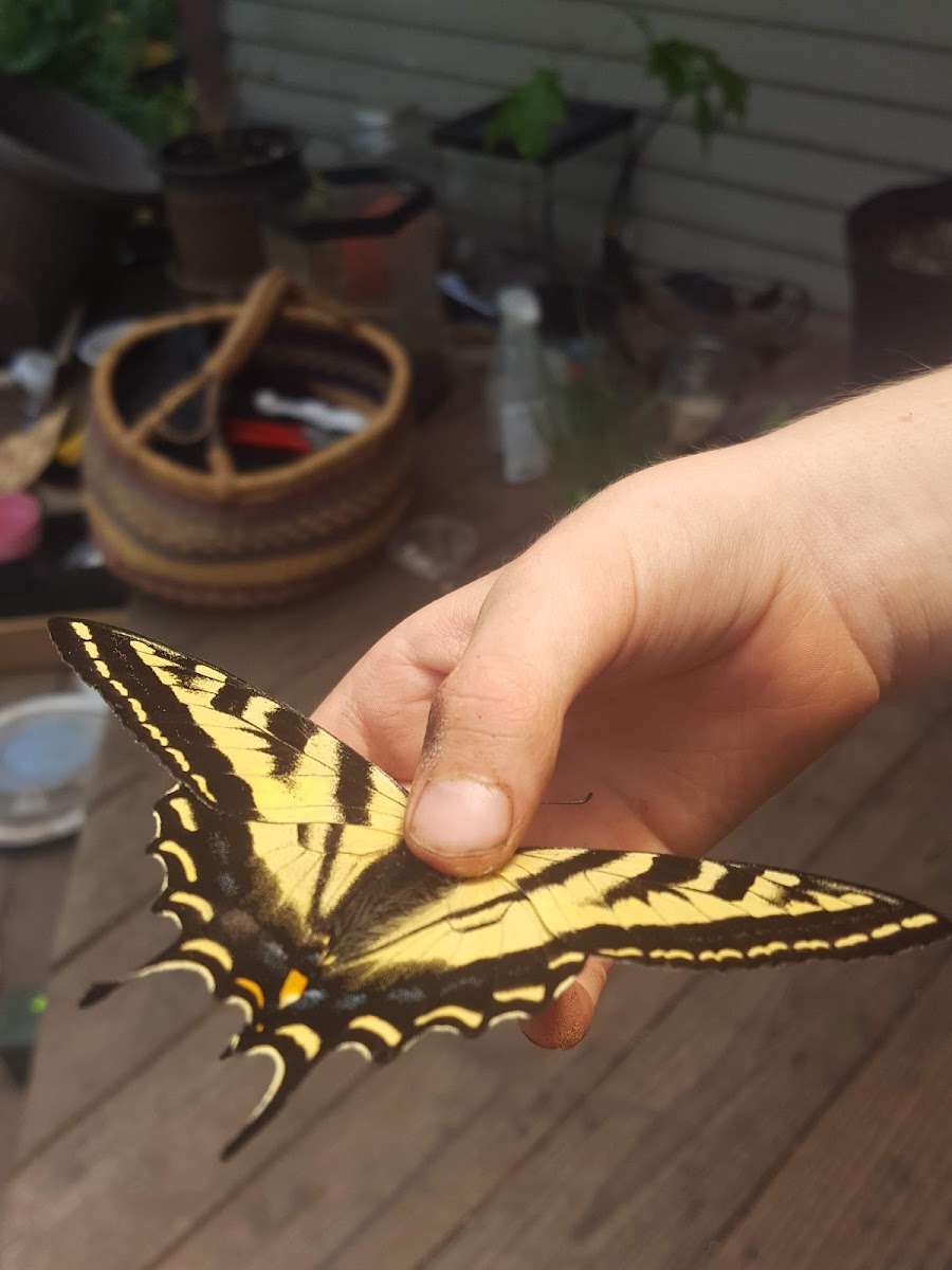 Tiger Swallowtail Butterfly