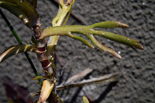 Cotula coronopifolia