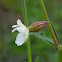 White Campion