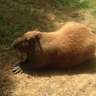 capybara