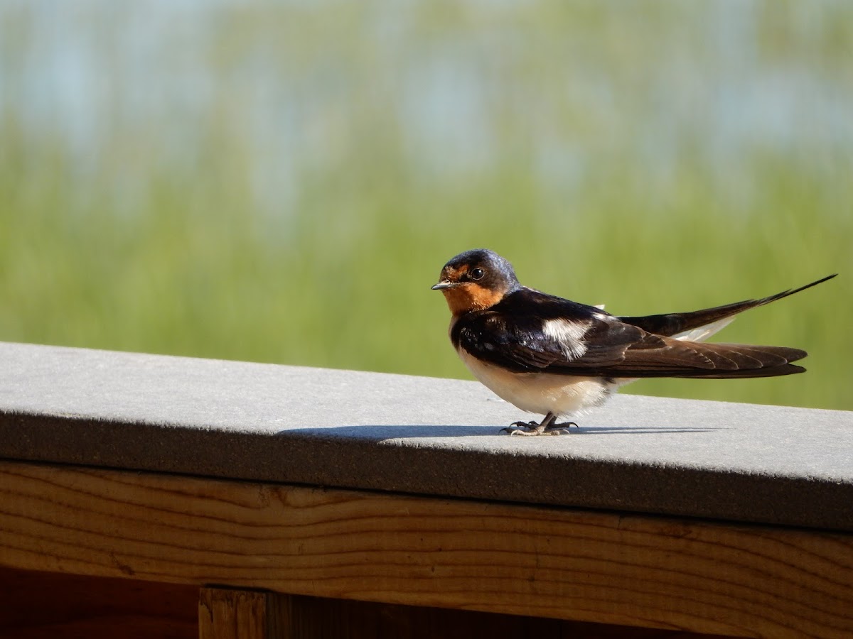 Barn Swallow