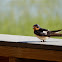 Barn Swallow