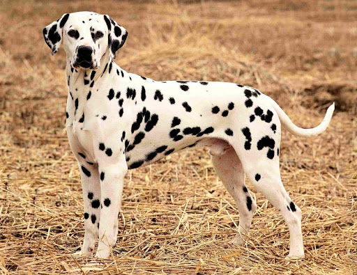 Dalmatian Dog Pack 2 Wallpaper