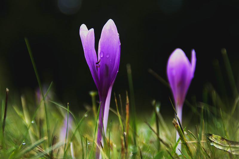 Magico viola.. di vaiolet