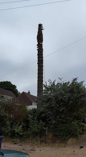 Big monkey puzzle take down
