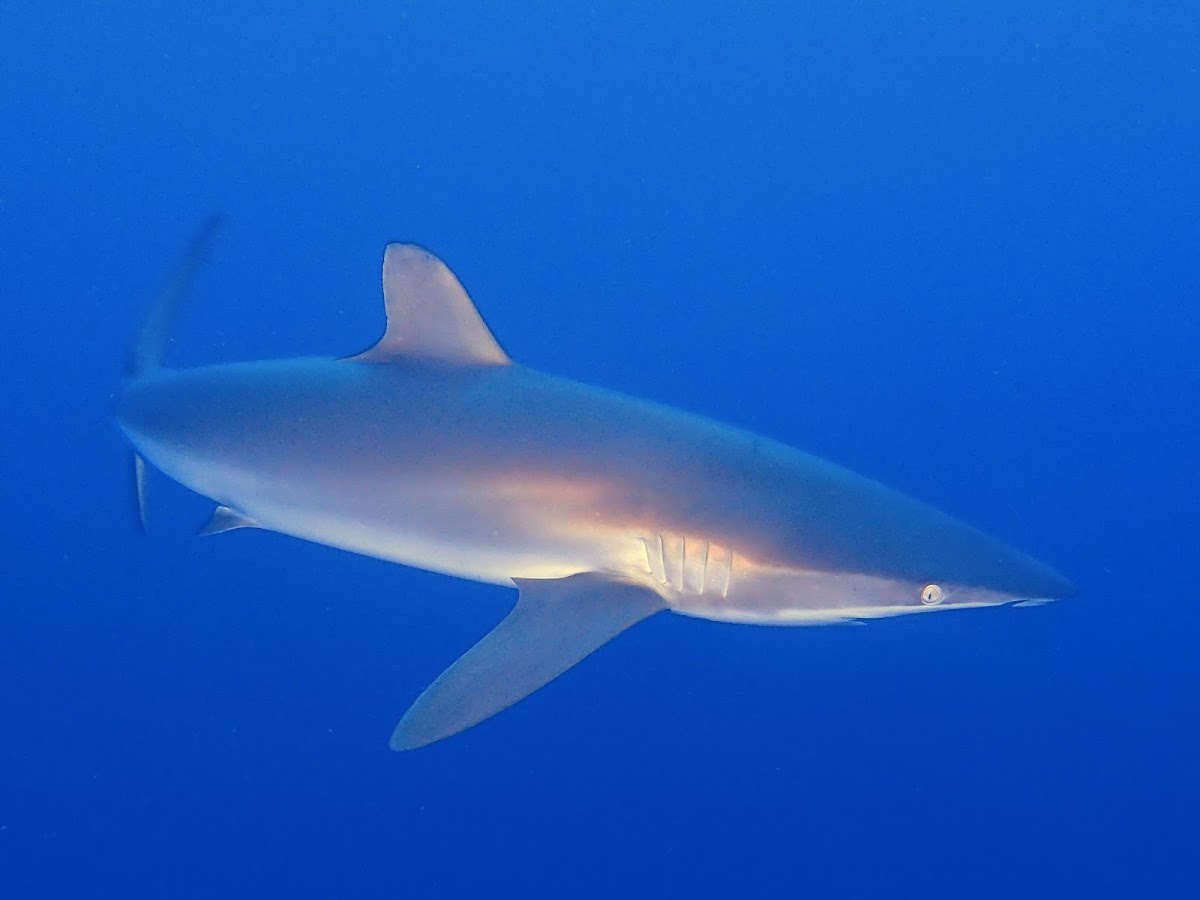 Silky Sharks