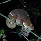 Flap-necked chameleon