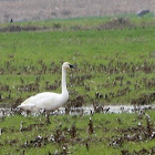 Tundra Swan