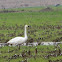 Tundra Swan