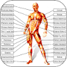 The human body icon