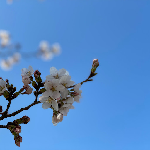 夏目漱石