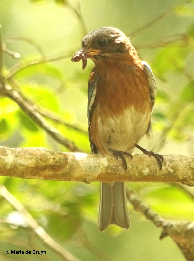 Eastern bluebird