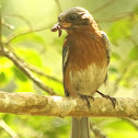 Eastern bluebird