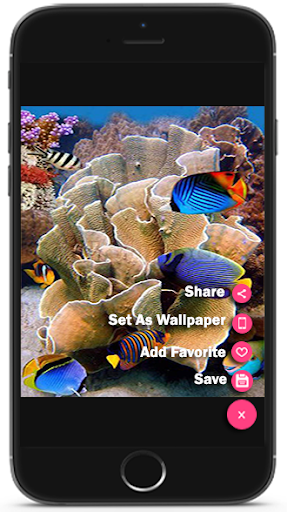 CORAL REEF HD Wallpaper 2019