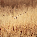 Short Eared Owl