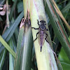 Robber Fly