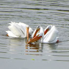 White Pelican