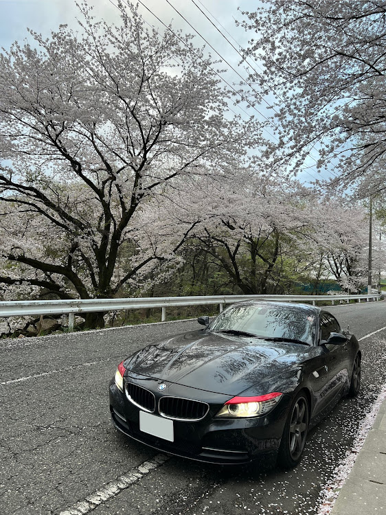 Z4 ロードスターのサクラと愛車・桜とコラボ・4月もよろしくお願い致します🌸・桜コラボ・桜に関するカスタム事例の投稿画像1枚目