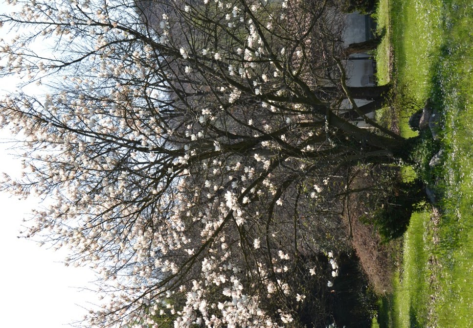 albero in fiore di aeglos