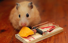 Hamster Wallpapers Theme New Tab small promo image