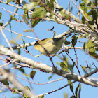 Tennessee Warbler