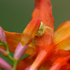 goldenrod spider