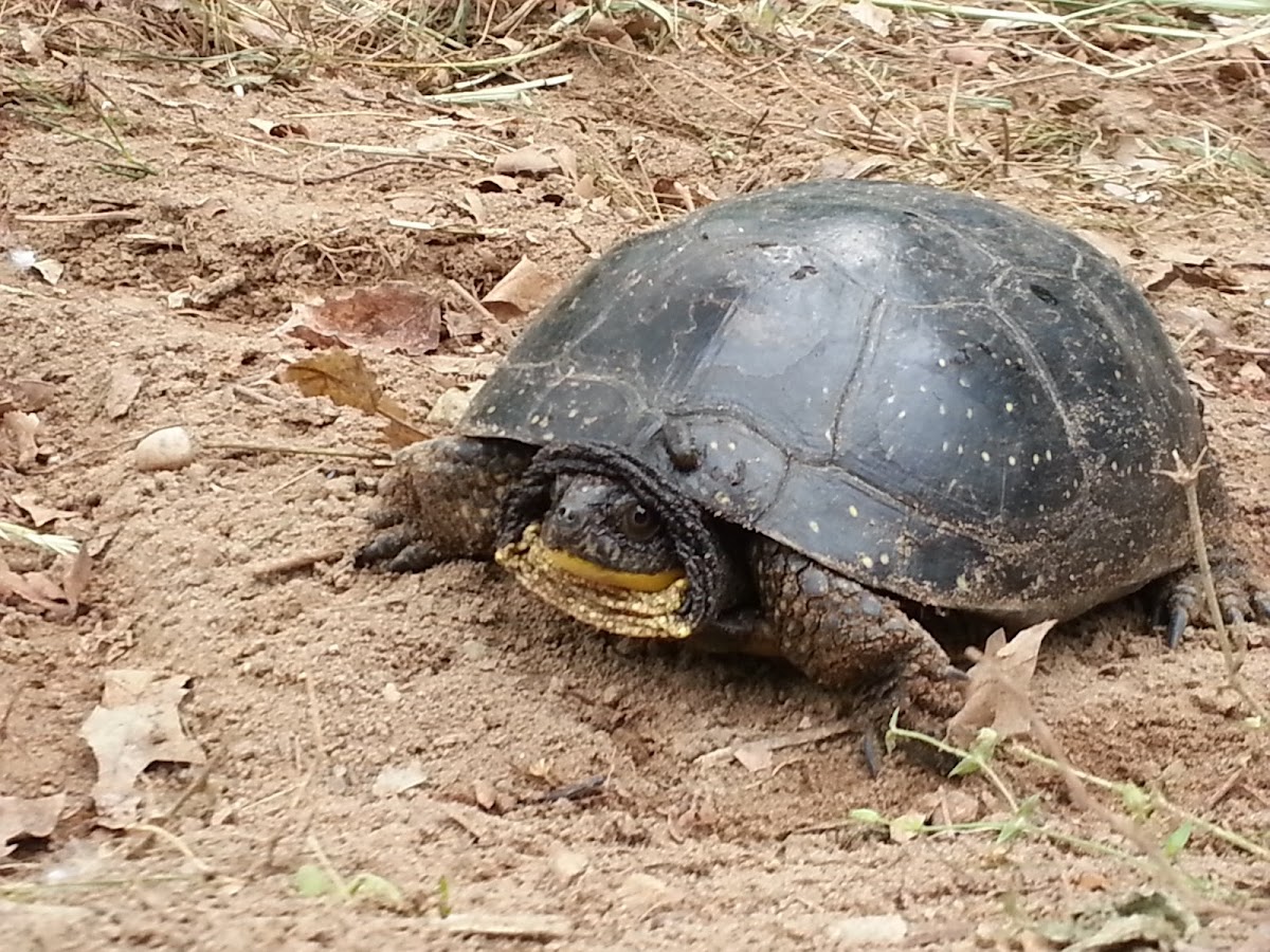 Blanding's turtle