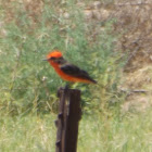 Vermilion Flycatcher - Male