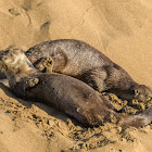 North American River Otter