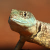 Eastern Collared Spiny Lizard