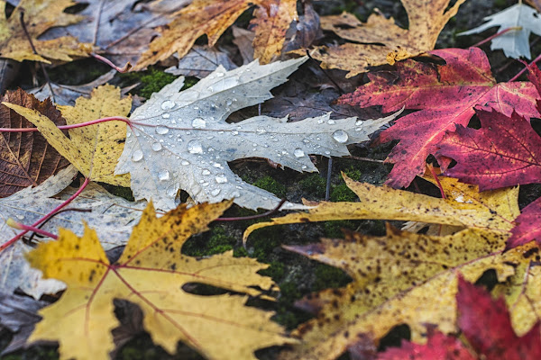 Gocce d'Autunno di gianfranco_cosmai