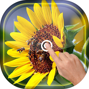 Magic Touch - Sunflower LWP  Icon