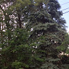 Evergreen Tree