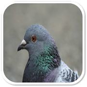 Pigeon Sounds  Icon