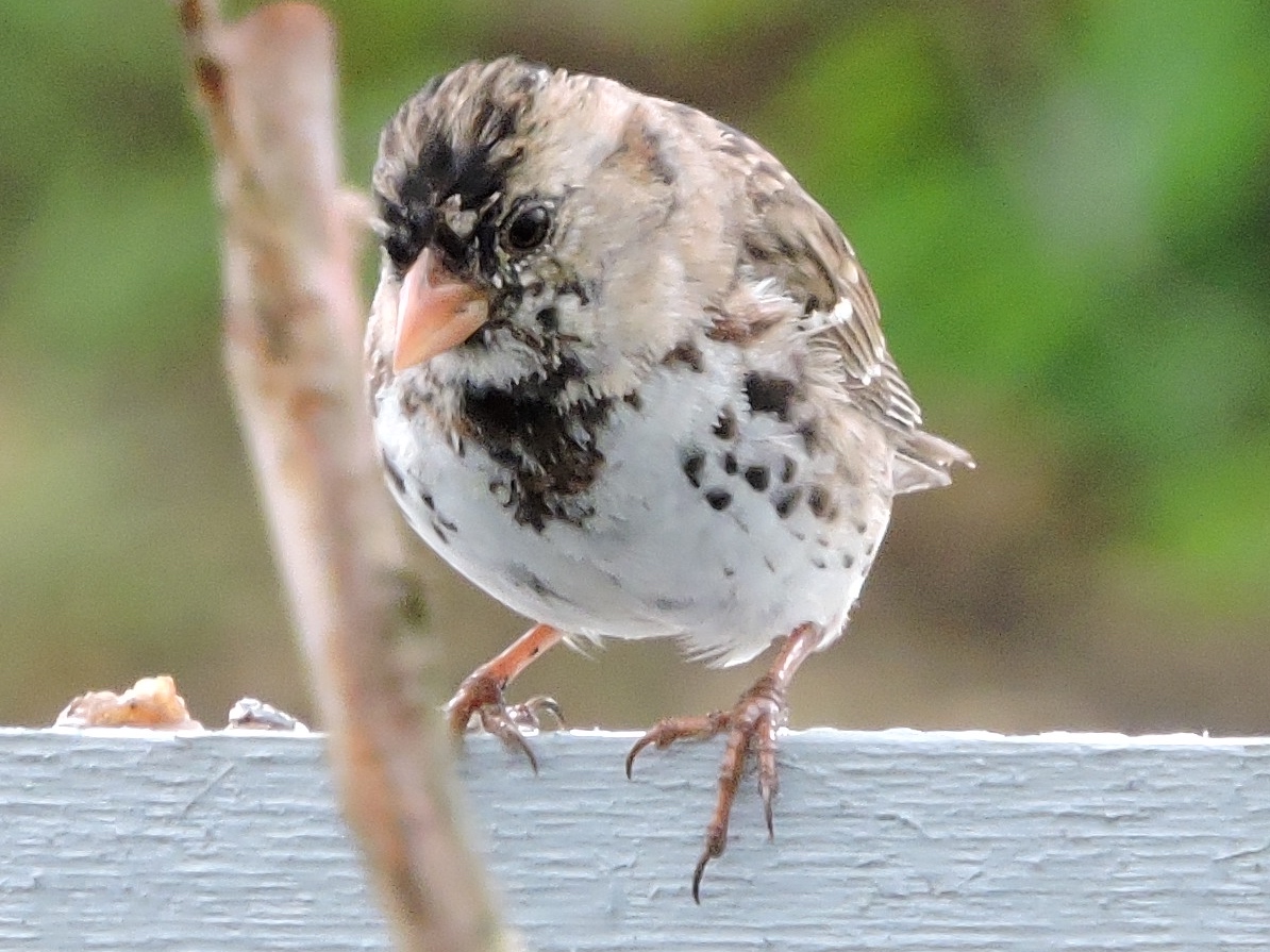 Harris's Sparrow