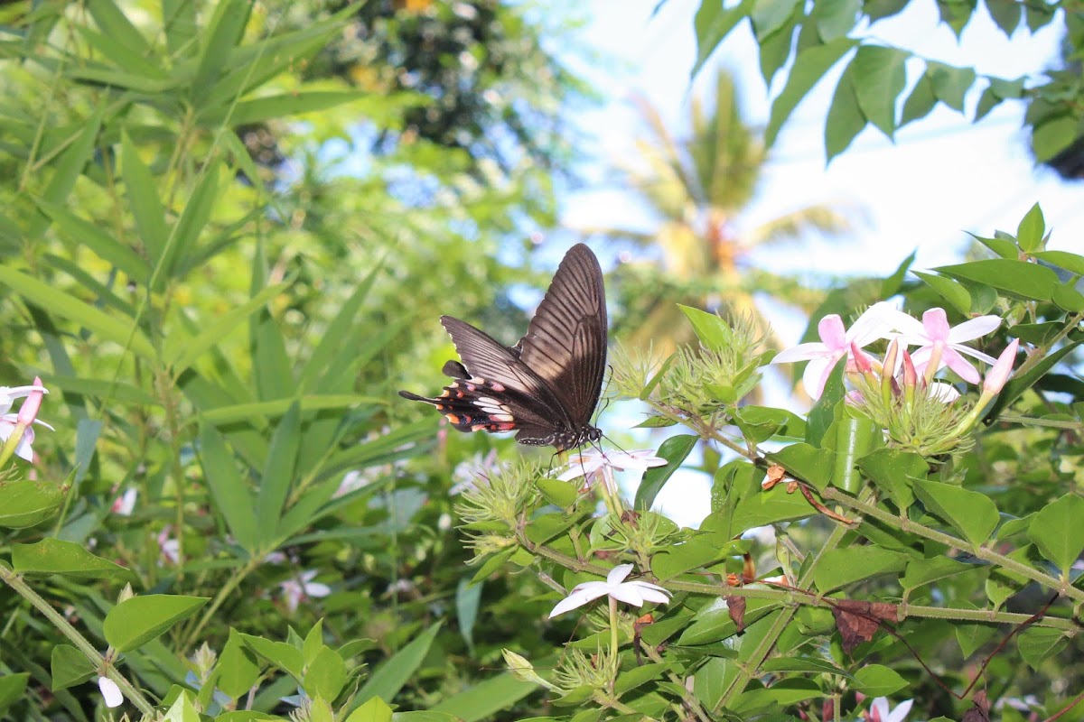 Common Mormon (Female)