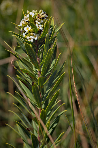 Daphne gnidium