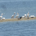 White Pelicans